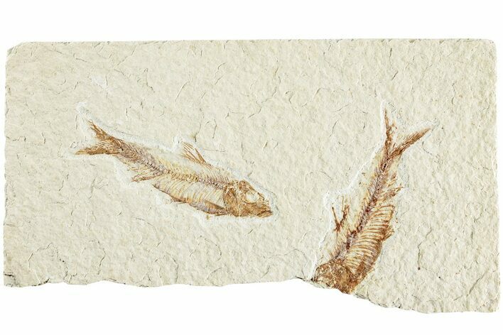 Two Detailed Fossil Fish (Knightia) - Wyoming #224549